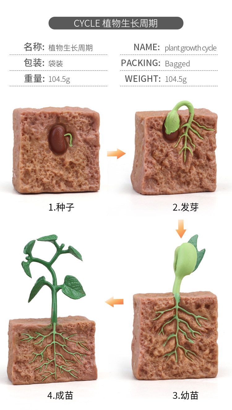 生长周期内页_20