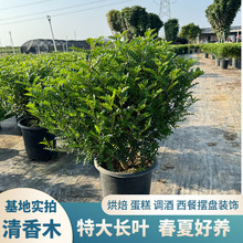 �����Ϙ��������ľ���ԾGֲ���҃������x��������ľ�~��С����