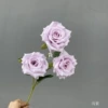 Shallow purple