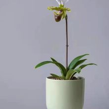 mʯ殐ޥmm҃ԾGֲЬm