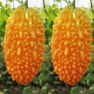 ��]�ϷN��ه���ў|��ه�ϷN�ѽ�����С����ļ������r���߲˷N��