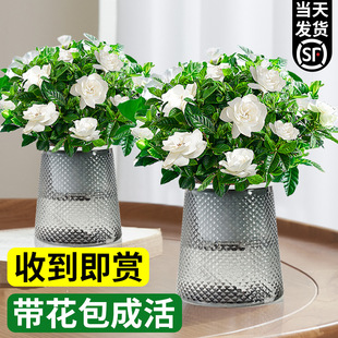�d�ӻ����Ԏ��������㻨��ֲ���҃Ⱥ��B�Gֲ�ļ��_��ˮ����B�׻�