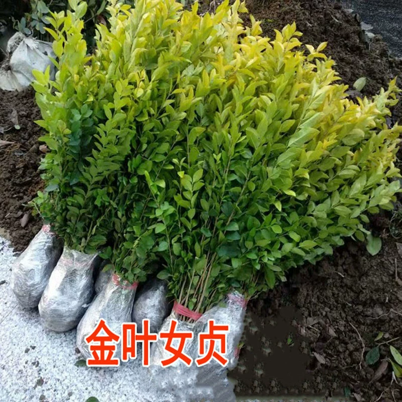 Саженцы дворового дерева саженцы девственницы саженцы девы листочки саженцы девы