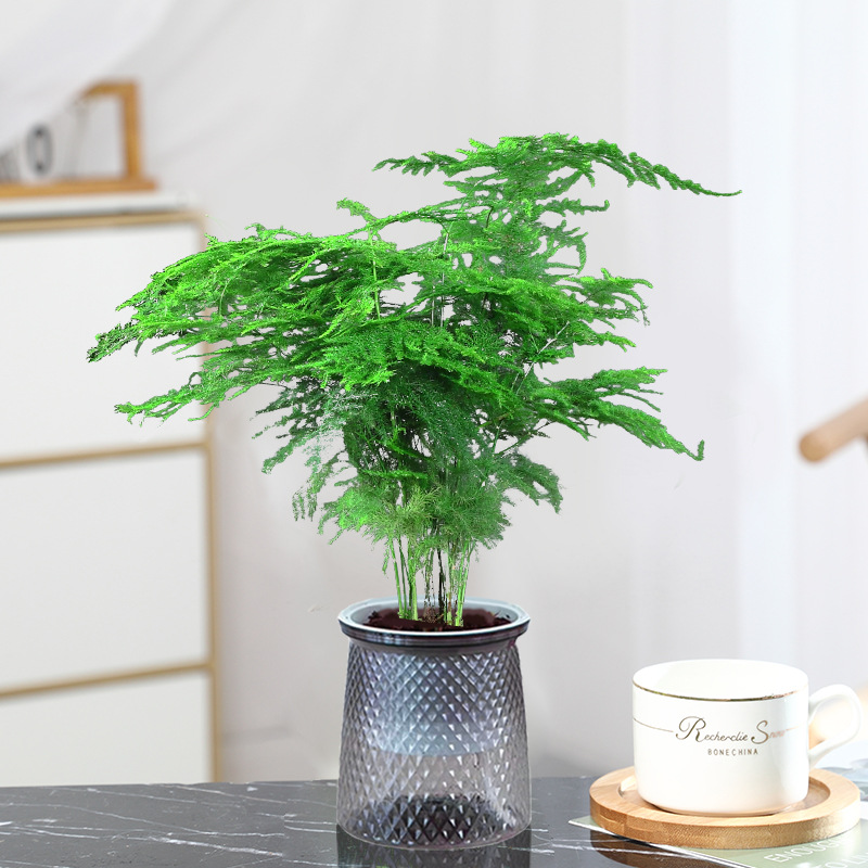 중간 냄비 아스파라거스 [별이 빛나는 물받이]에는 뿌리 가루가 포함되어 있습니다.