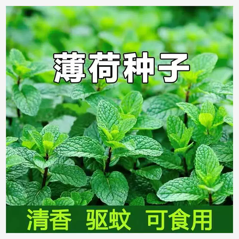 Семена мяты горшечные съедобные семена Мяты саженцы семена кошачьей мяты съедобные семена Мяты балкон