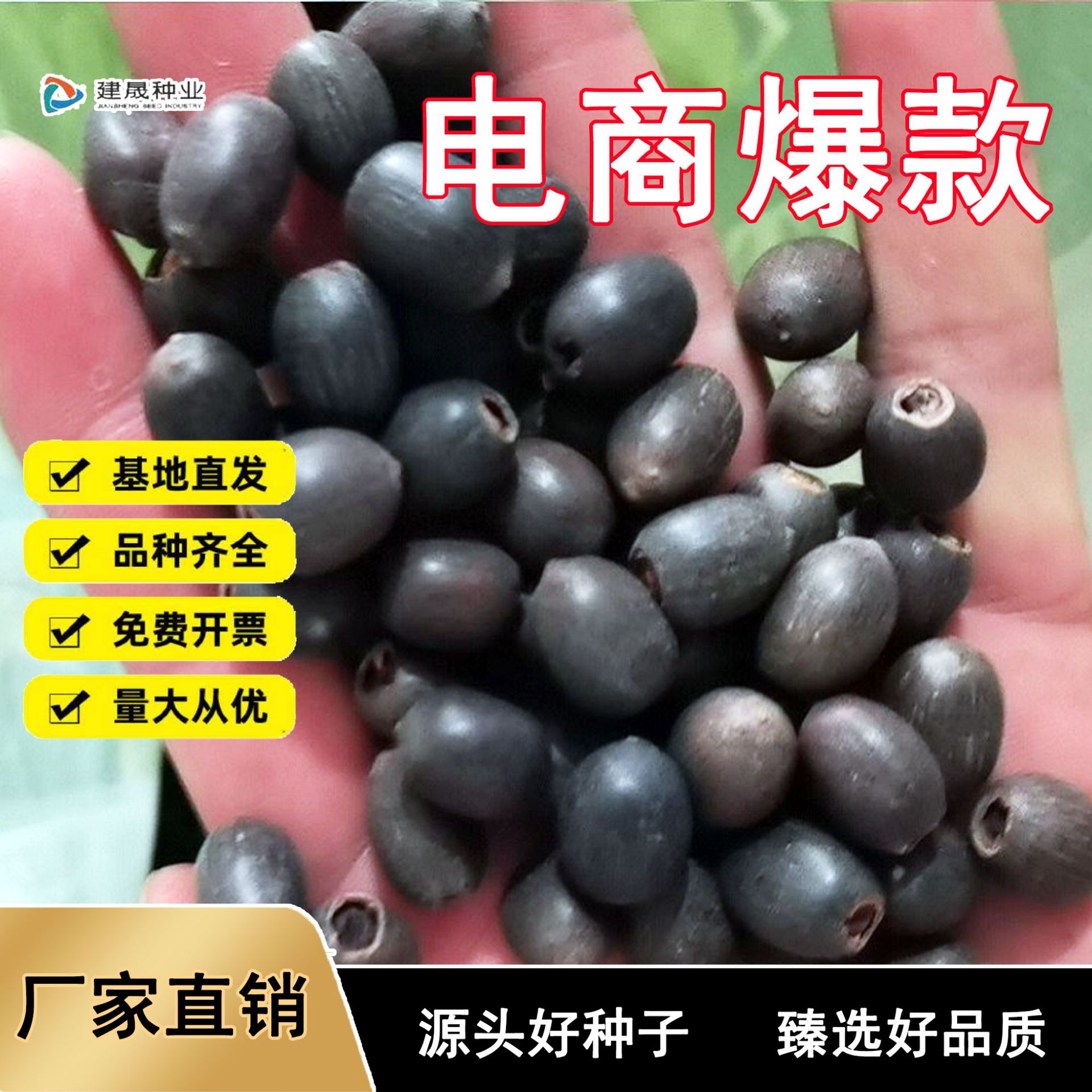 四季开花水培莲子荷花种籽莲子种子非碗莲种籽已开口四季开花种子