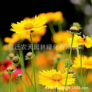 Flower Seeds Cosmos, Sulfur Chrysanthemum, Zinnia, Marigold, Coneflower, Cornflower Seeds