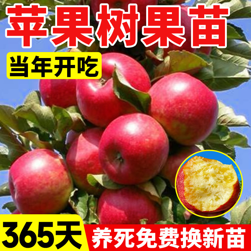 苹果树果苗盆栽南方北方种植庭院地栽冰糖心矮化果树当年结果带土