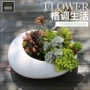 椭圆形组合式多肉桌面式花盆