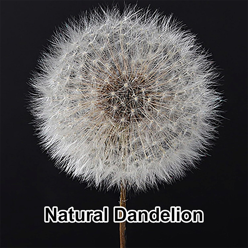 Dandelion Dried Flower Crystal Ball Transparent Resin Crafts Souvenir Practical Gift Night Light Home Decoration