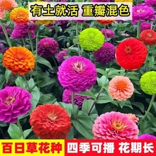 百日草花种子混色百日菊四季易种植庭院阳台景观花海种籽开花不断