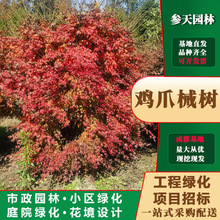 贵州西府海棠基地西府海棠苗圃西府海棠批发西府海棠苗商西府海棠