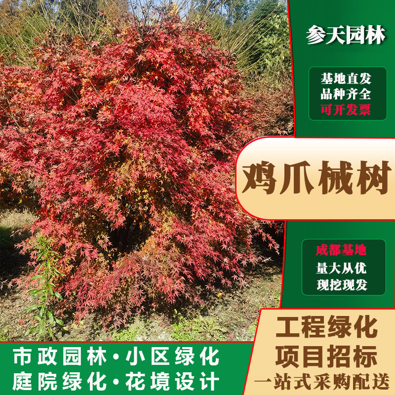 贵州西府海棠基地西府海棠苗圃西府海棠批发西府海棠苗商西府海棠