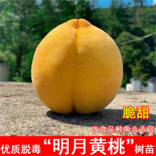 黄桃桃树果苗桃树水蜜桃油桃树苗盆栽当年结果南北方种植血桃果苗