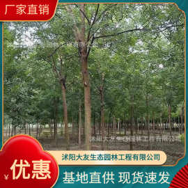 基地批发 自产自销国槐树苗 景区造景道路园林工程绿化苗