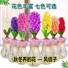 风信子种球土培水培好养耐寒植物盆栽重瓣风信子花球批发