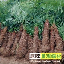 棕榈树苗别墅庭院绿化苗木唐山棕扇子树招财树四季常青棕树苗包邮