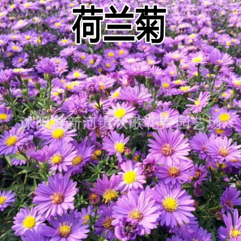 Семена голландской хризантемы Four Seasons легко выращивать балкон двор горшечные Семена цветов многолетние семена цветов Нью-Йорк Астра