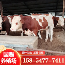 改良鲁西黄牛肉牛犊一头3个月左右 西门塔尔牛苗养殖场