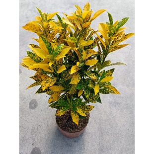 һ�����l�S���f�������S��׃�~ľ���ܾGֲ�҃���ؔͥԺֲ����瞢