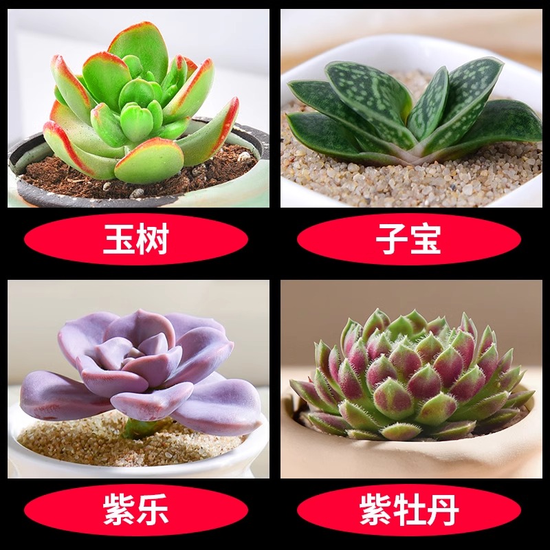 위슈+지바오+질레+보라색 모란