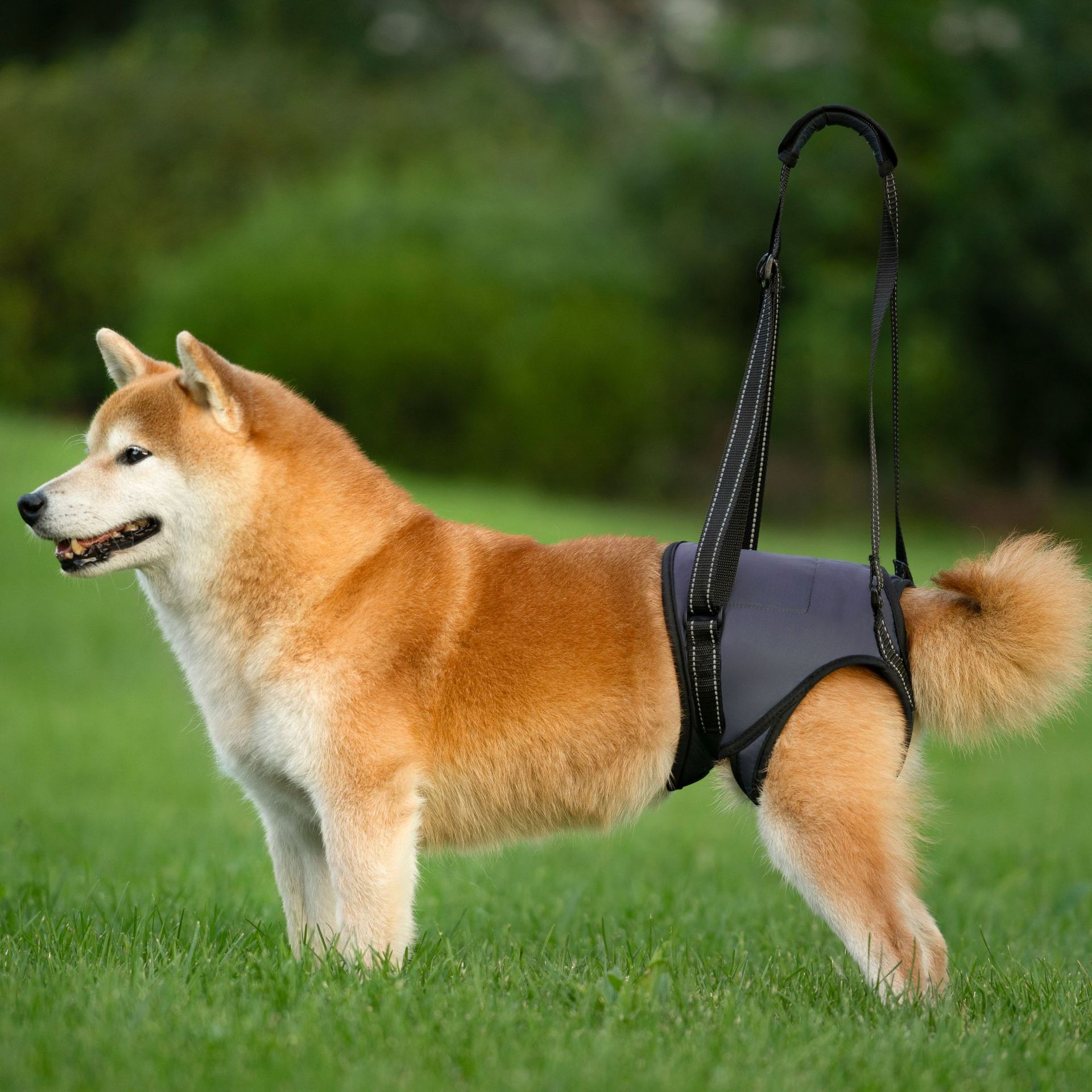Cinto de suporte para patas traseiras de cães idosos_voghion.com