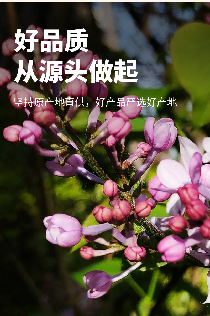 Clove Buds (Syzygium aromaticum) — Dried Whole Ding Xiang Spice for Braising & Herbal Blends key features