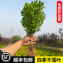 一件代发小叶黄杨苗瓜子园林绿化树苗南方北方种植黄杨庭院地栽盆