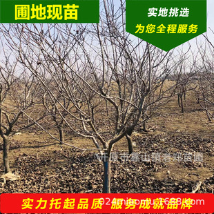 ����ɽ高���3-12���֒������ͥ�a���L�����ؾG������ռ����ľ