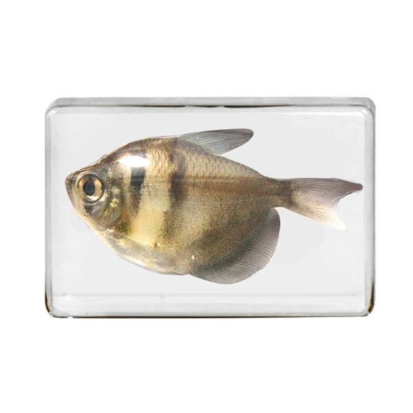 4.5CM Small Black Fish