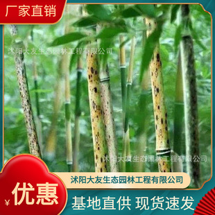 Base Wholesale Self-Produced Bamboo Seedlings Garden Plants Spotted Bamboo Xiangfei Bamboo Scenic Area Landscaping Project Greening Seedlings