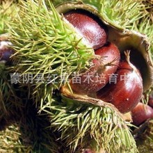 果树苗 罗田板栗苗 板栗树苗 罗田板栗之桂花香板栗树结果苗