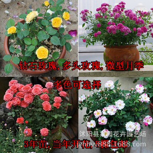 ֱ�N���l���Ի���ֲ�� ΢���¼� �ʯ�¼� ���^õ�廨�箔���_��