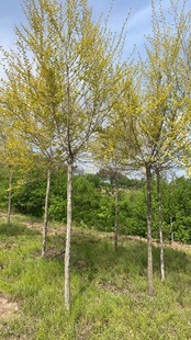 Golden Leaf Elm Saplings, Golden Leaf Elm Balls, Hedge Seedlings, Complete Specifications, Garden Greening Colorful Leaf Trees