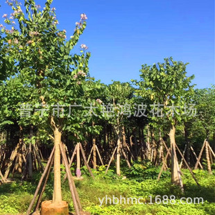 �V�|��ֲ����t�����G�����G��׻�����״��b��m�����G�G����ľ