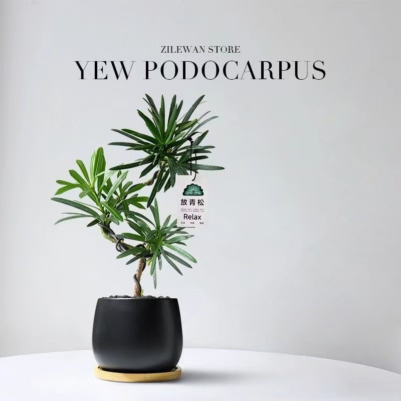Pequeña plantación de maceta de pino Rohan estación de oficina planta de escritorio sala de estar nórdica plantación verde bonsai hoja perenne buena alimentación en todas las estaciones