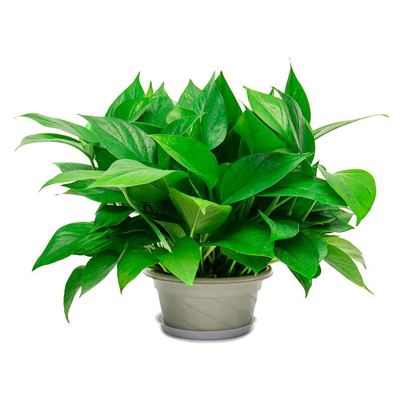 포토스 55개 화분 1개 + 트레이