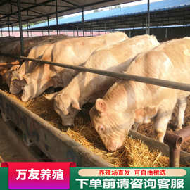 肉牛养殖场出售 夏洛莱牛犊子杂交肉牛 改良种牛 活牛养殖