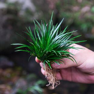 ���Bˮ�������B���辰��ɽ��ʯˮꑸ��쾰�Gֲ�҃�΢���^ˮ��ֲ��