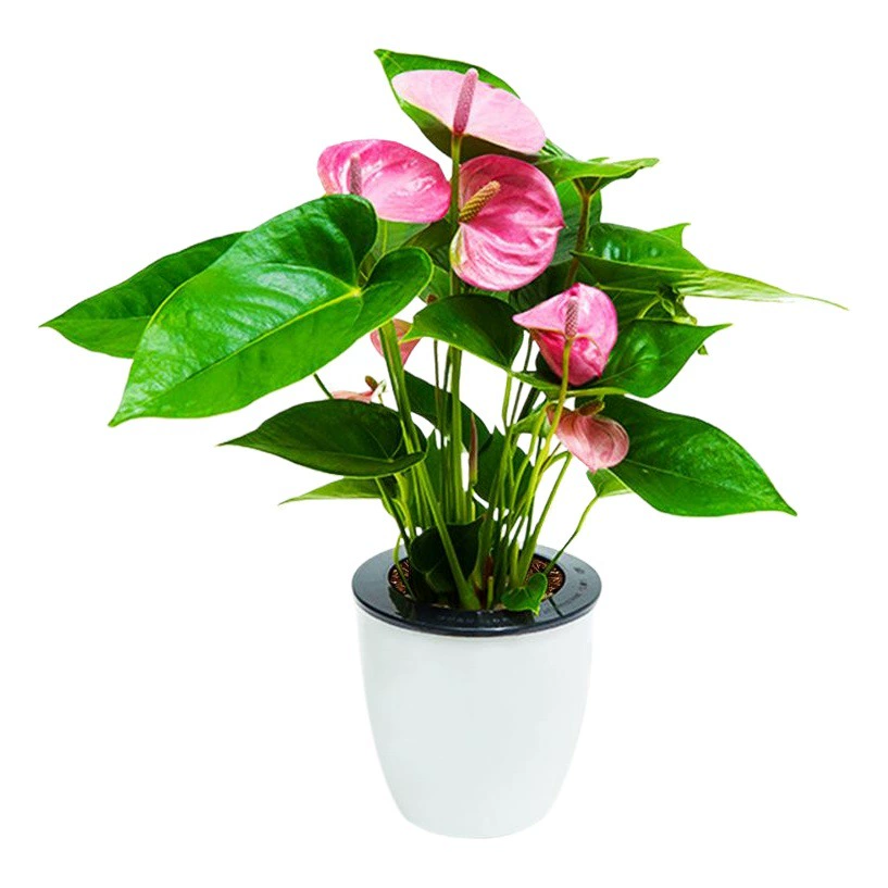 Автоматический абсорбирующий ленивый цветочный горшок Смола пластиковый цветочный горшок Зеленый Лавр Садоводство Цветочная коробка Сад Круглый большой горшок для яиц динозавров