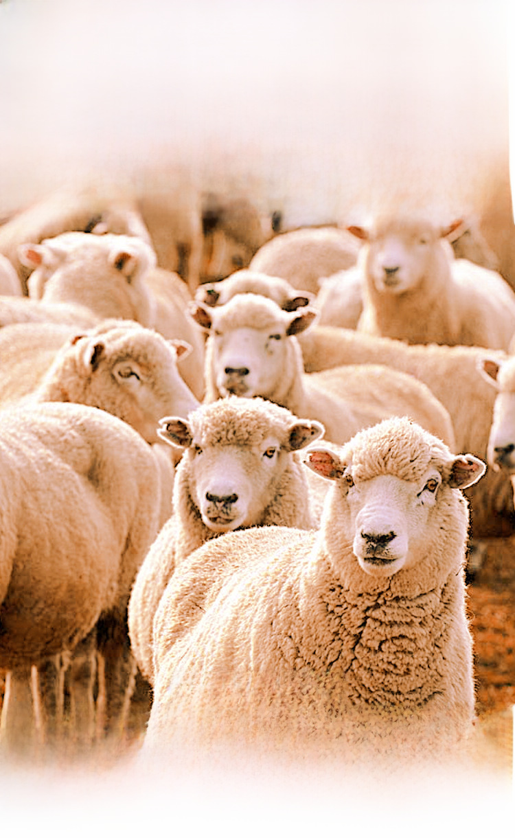 Wholesale winter bottoming autumn clothing long pants set women's warm clothing men's velvet heating thermal underwear