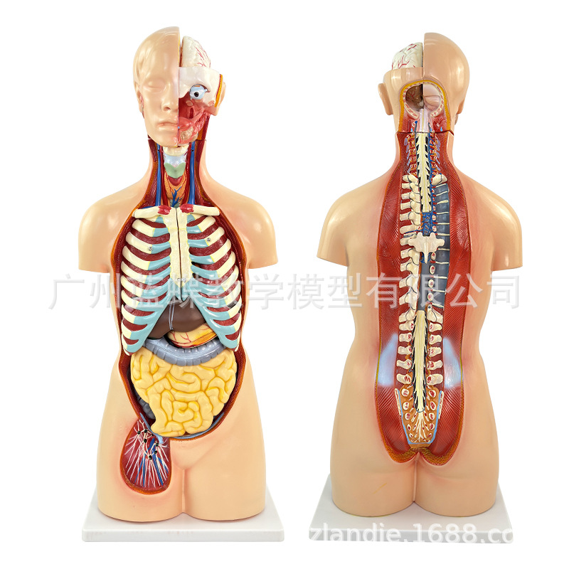 85CM��������ϵͳ����ģ�� ҽѧ ���� ���������������ٽṹ20��