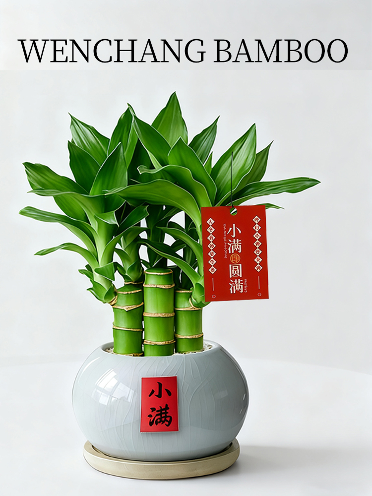 Wenchang Bamboo Potted Plant Indoor Living Room Lucky Green Plant…