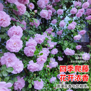 �{ɫ��������¼������Nޱ���玧�����ļ��_���̨ͥԺ�ٱ��¼�