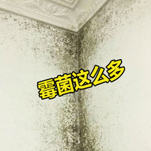 除霉剂墙体墙面去霉斑霉菌清洁剂防霉喷雾墙壁去霉发霉神器清除年
