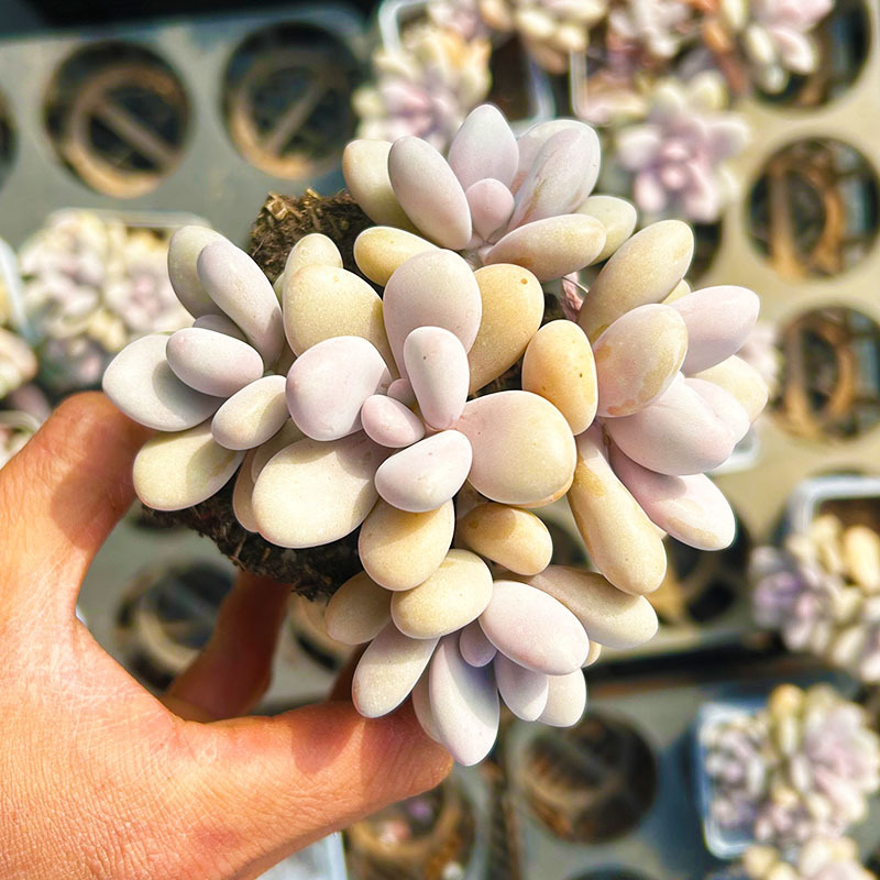 복숭아알, 통 9cm+