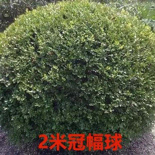 һ�����lС�~�S������ӈ@�־G�������Ϸ������Nֲ�S��ͥԺ����