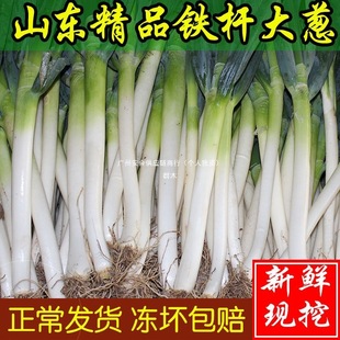 ���r�F�U���[�ؼ����[���]���lɽ�|���[5/10���߲˷�����պ�u�[��