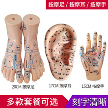 手足耳朵模型经络穴位反射区脚底按摩高清晰模型中医卫校教学参考