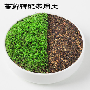 Special moss planting soil nutrient soil moss star big gray small gray moss blossoming white hair moss breathable flower soil